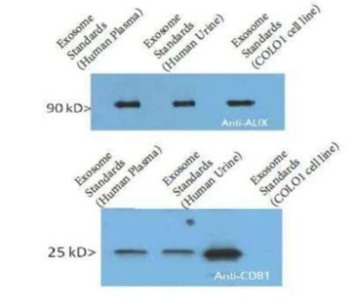 colo-1