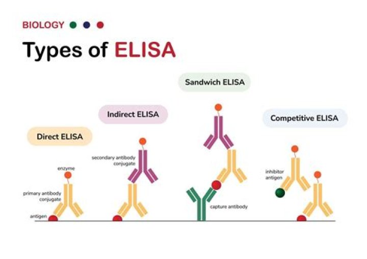 Elisa