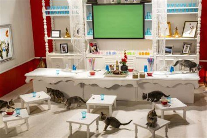 kitten-bowl-3