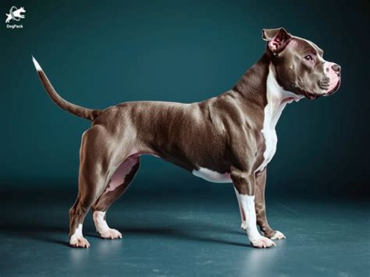 Pitbull Pitbull
