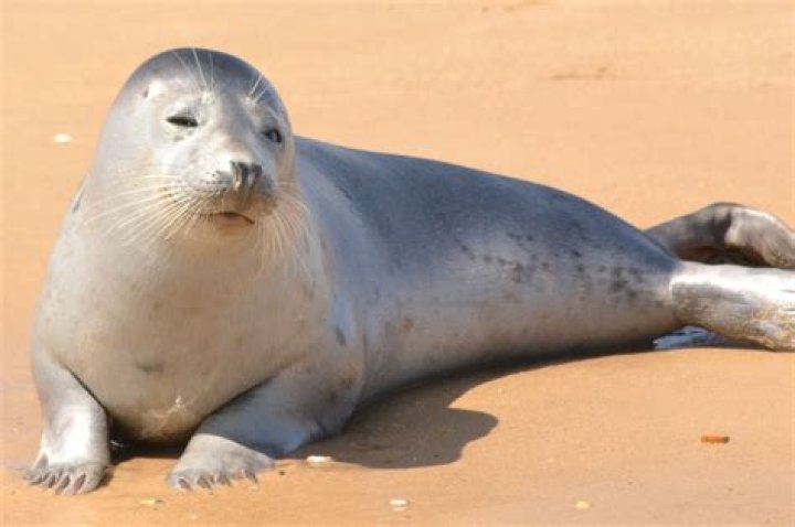Seal Seal