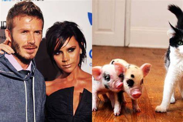 Weird Celebrity Pets